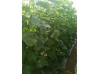 亳州甜瓜苗(定代育)綠皮黃皮甜瓜苗廠