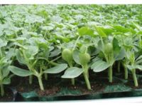 武安嫁接西瓜苗基地 邯鄲8424西瓜育苗廠