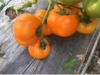 長春西紅柿種苗 小番茄西紅柿苗